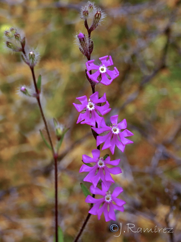 Silene scabriflora tuberculata.02