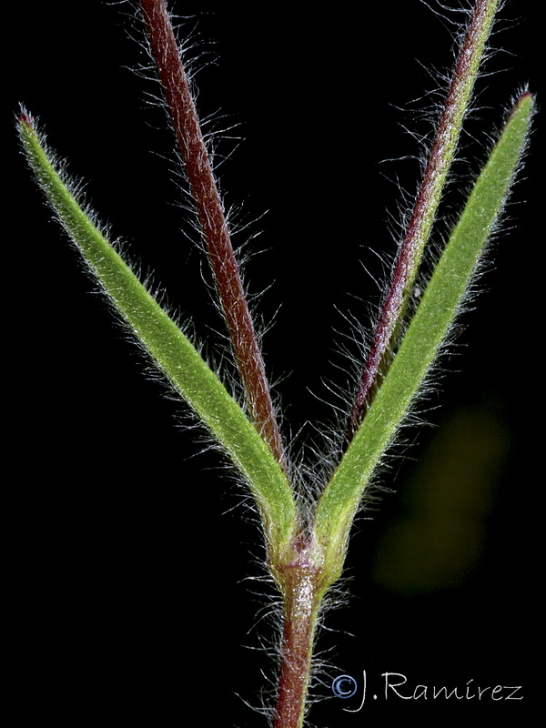 Silene scabriflora tuberculata.03