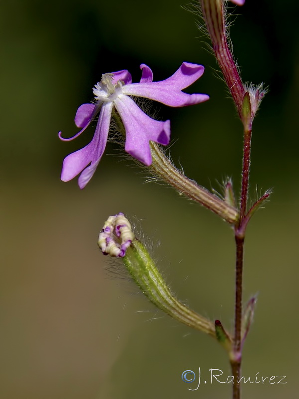 Silene scabriflora tuberculata.04