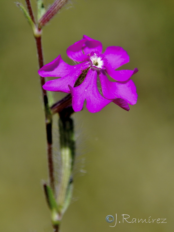 Silene scabriflora tuberculata.06