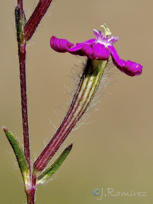 Silene scabriflora tuberculata.07