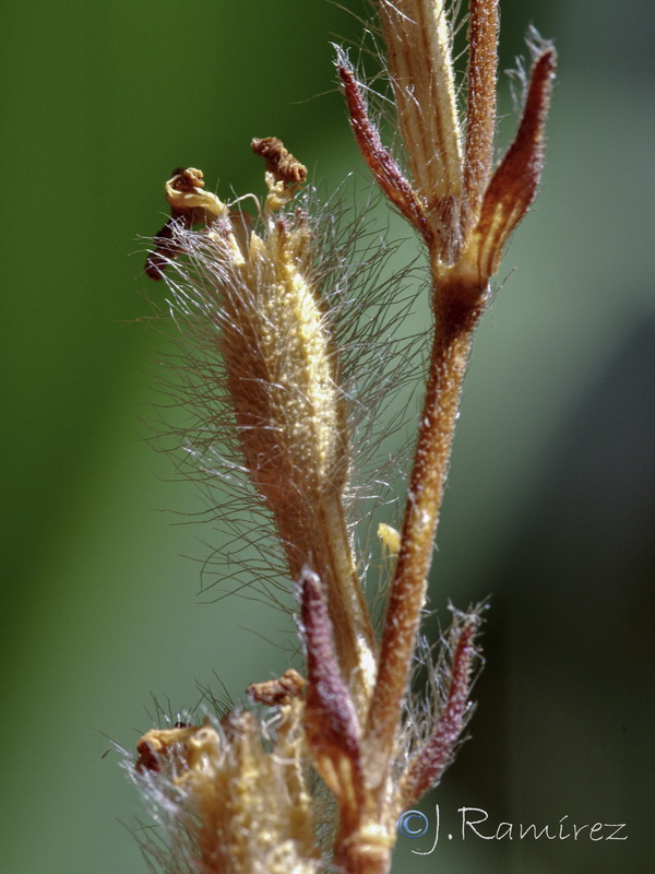 Silene scabriflora tuberculata.08