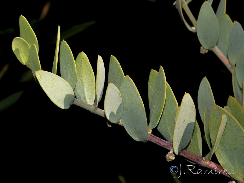 Simmondsia chinensis.03