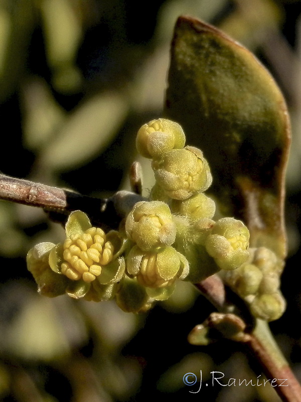 Simmondsia chinensis.07