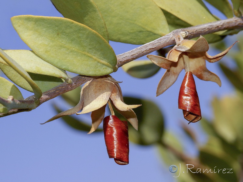 Simmondsia chinensis.08