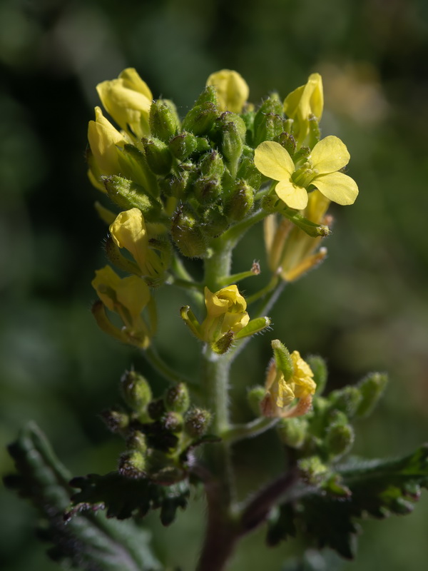 Sinapis flexuosa.07