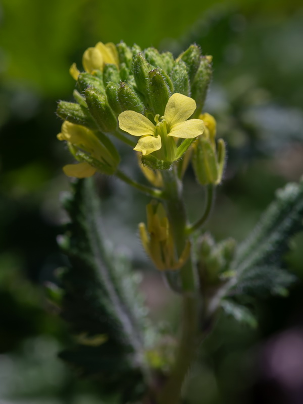 Sinapis flexuosa.09