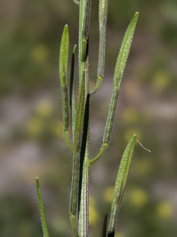 Sinapis flexuosa.04