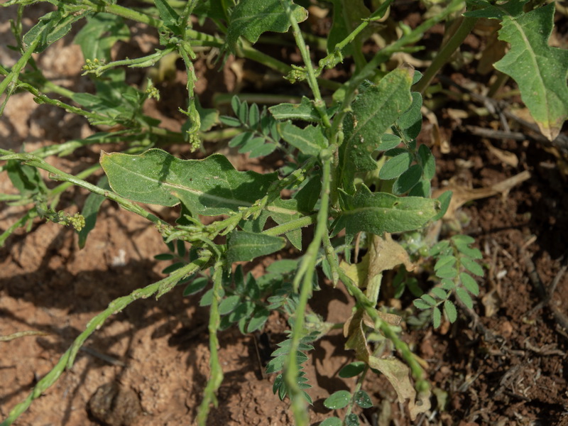 Sisymbrium cavanillesianum.15