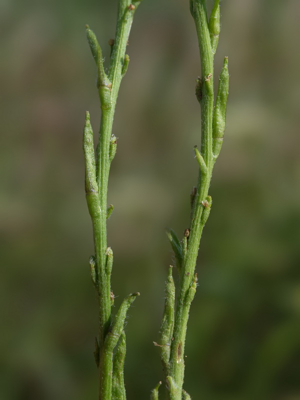 Sisymbrium cavanillesianum.16