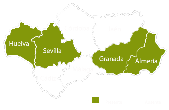 Andalucia copia