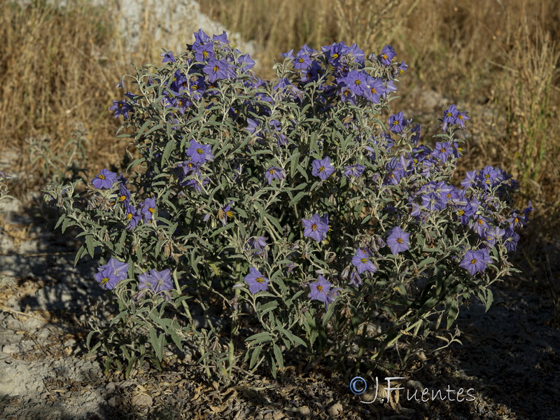 Solanum elaeagnifolium.06