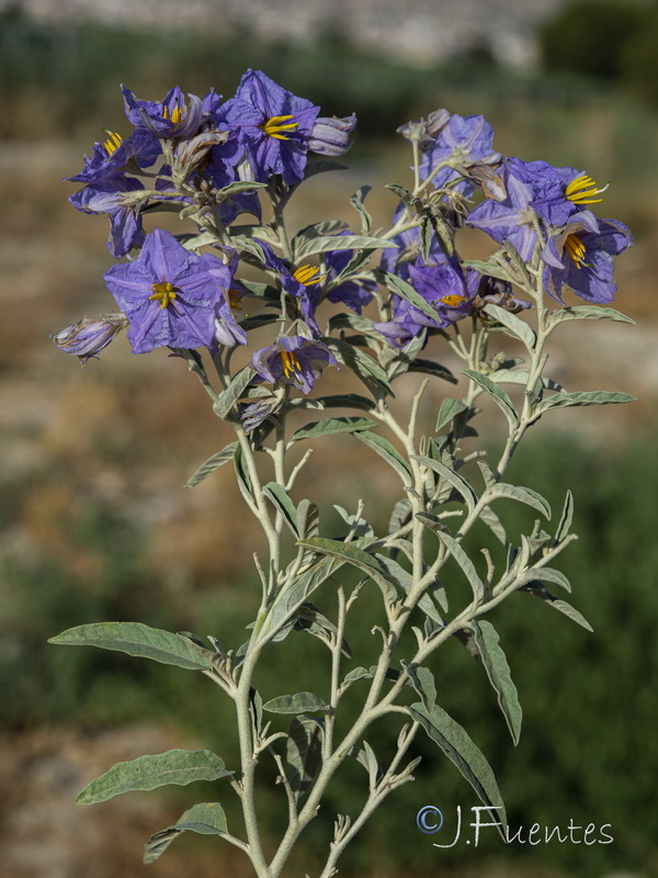 Solanum elaeagnifolium.09