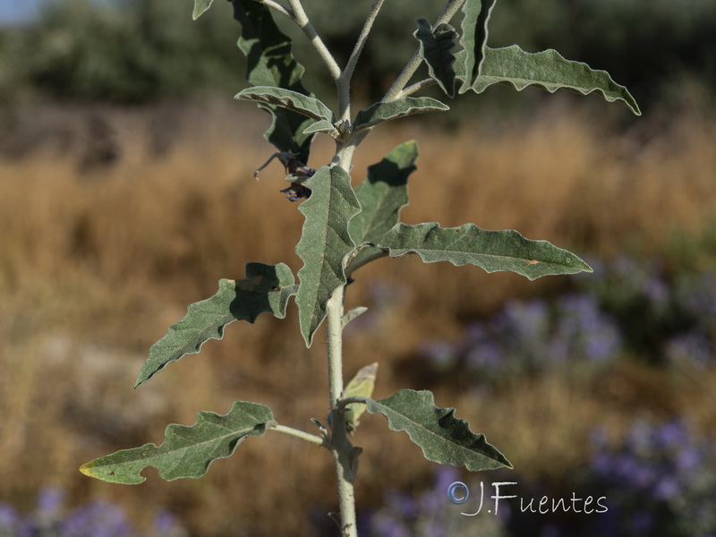 Solanum elaeagnifolium.11