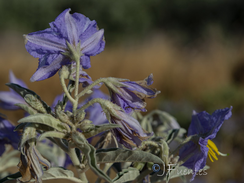 Solanum elaeagnifolium.13