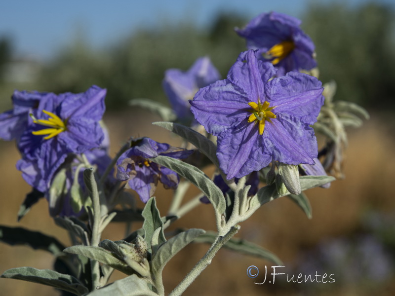 Solanum elaeagnifolium.14