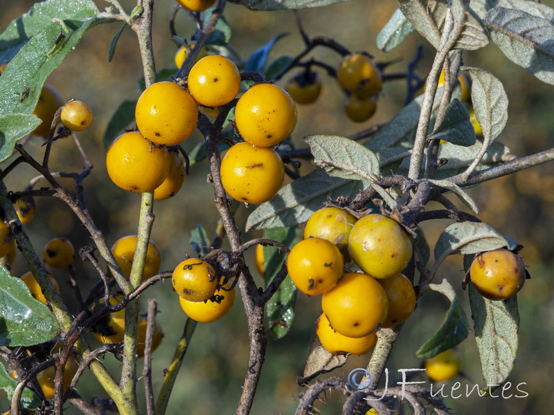 Solanum elaeagnifolium.17