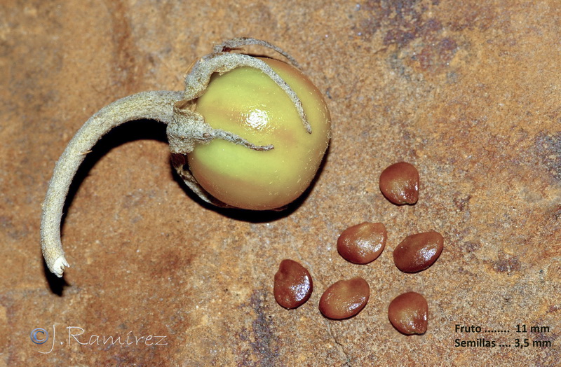 Solanum elaeagnifolium.21