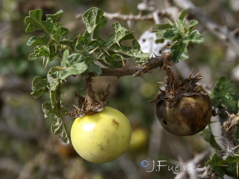 Solanum linnaeanum.04