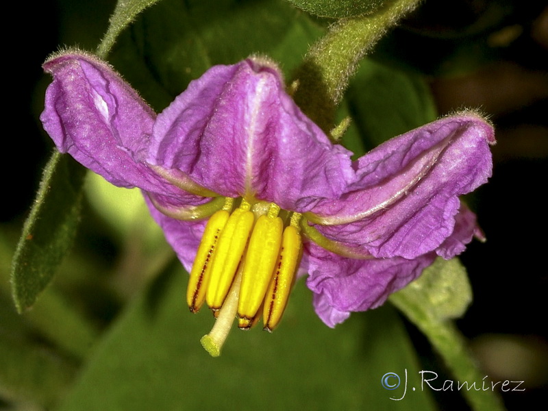 Solanum melongena.05