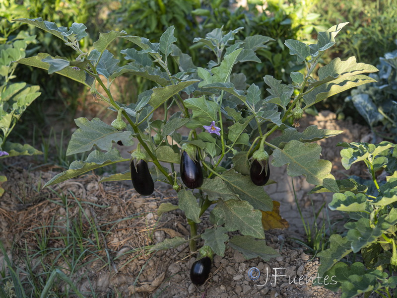 Solanum melongena.01