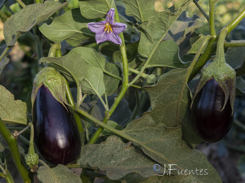 Solanum melongena.03