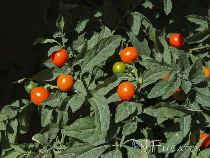 Solanum pseudocapsicum.01