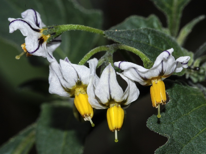 Solanum villosum.09