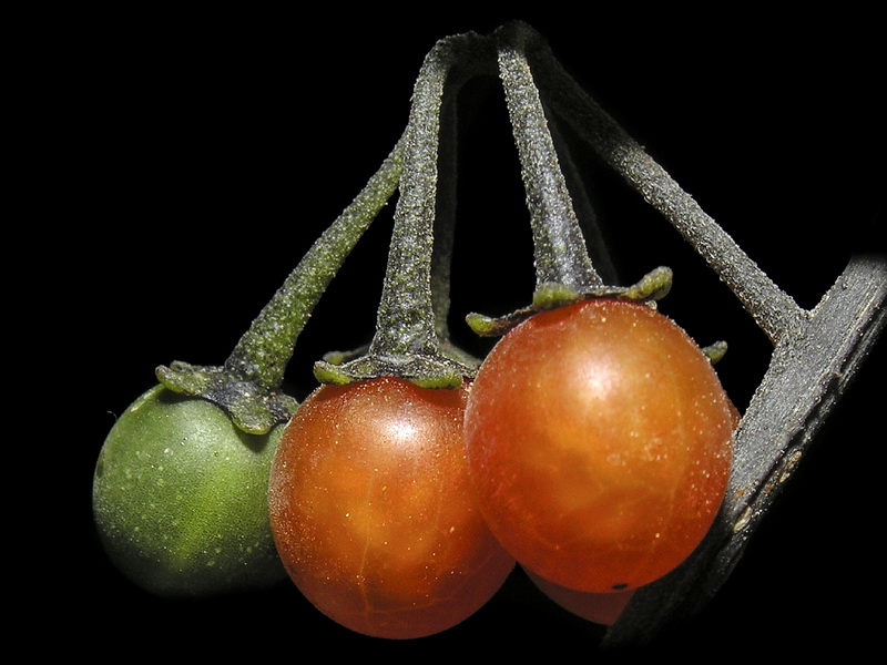 Solanum villosum.19