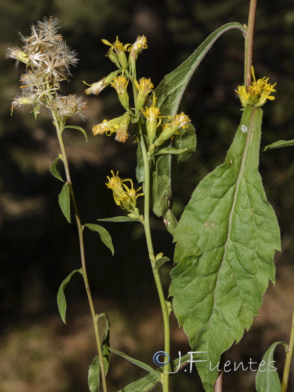 Solidago virgaurea.07