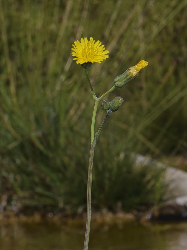 Sonchus aquatilis.04