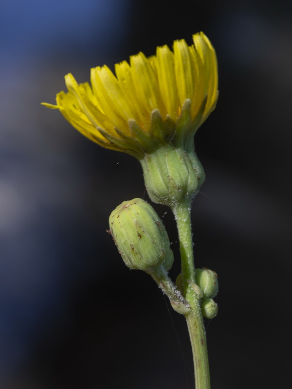 Sonchus aquatilis.07