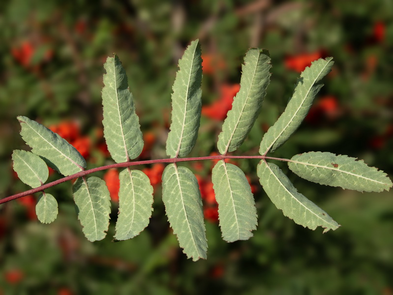 Sorbus aucuparia.19