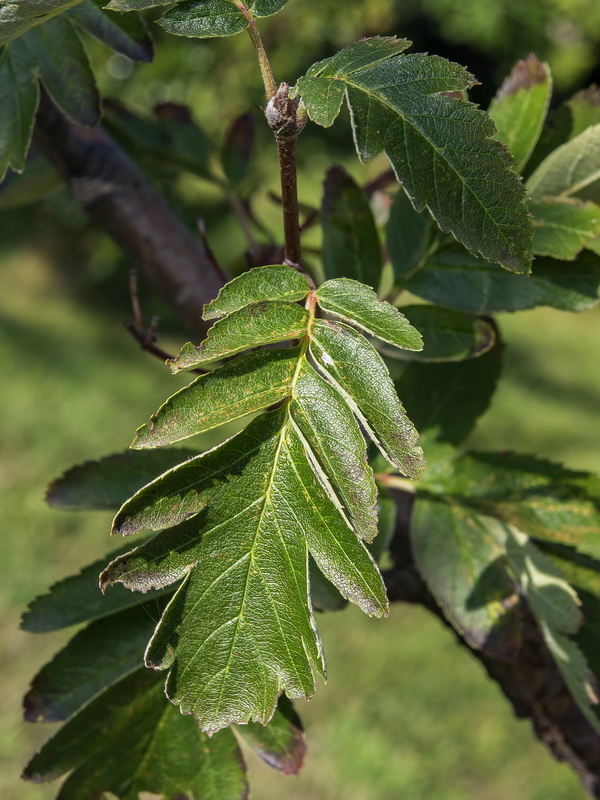 Sorbus hybrida.15