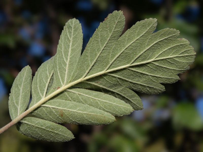 Sorbus hybrida.16