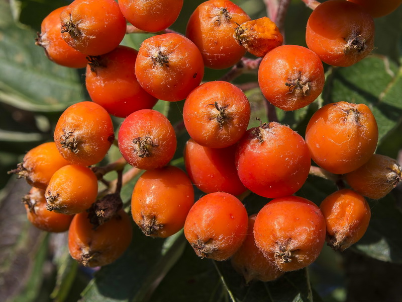 Sorbus hybrida.09