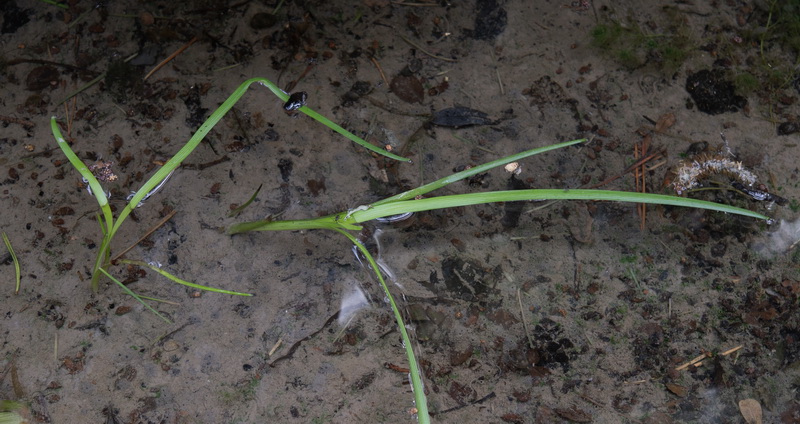 Sparganium angustifolium.32