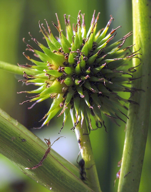 Sparganium erectum erectum.10