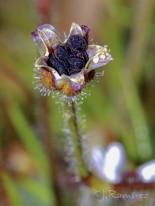 Spergula arvensis.08