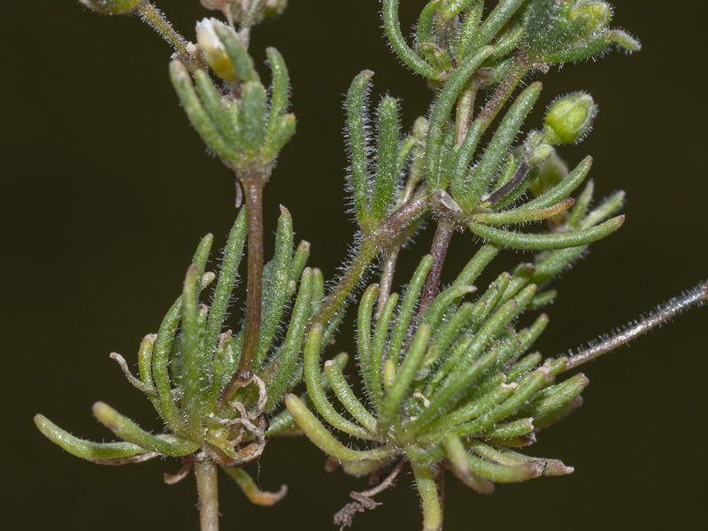 Spergula morisonii.03