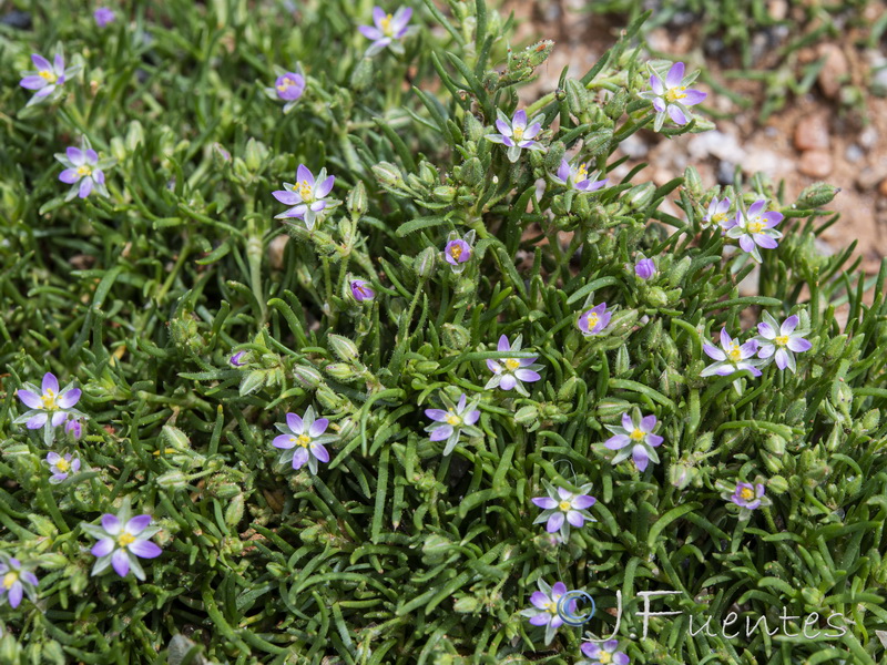 Spergularia bocconei.02