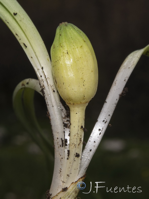 Sternbergia colchiciflora.09