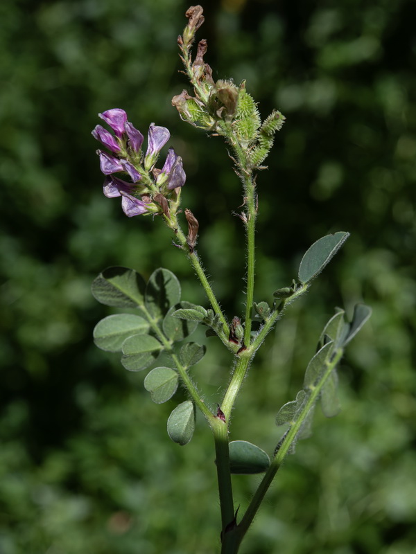 Sulla coronaria.01