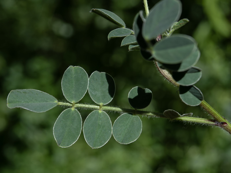 Sulla coronaria.02