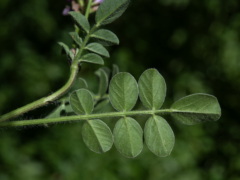 Sulla coronaria.03