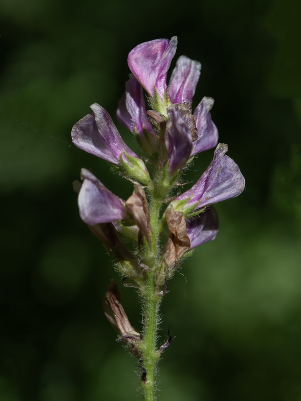 Sulla coronaria.04