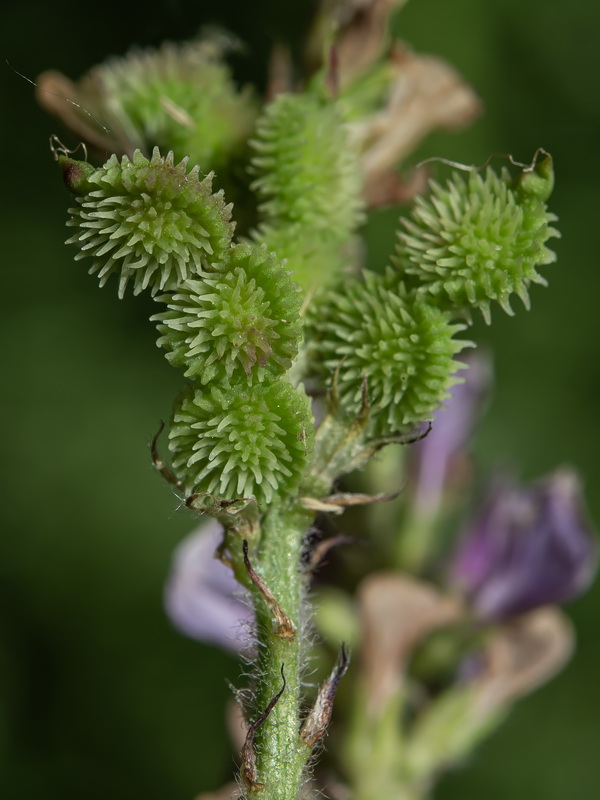 Sulla coronaria.07