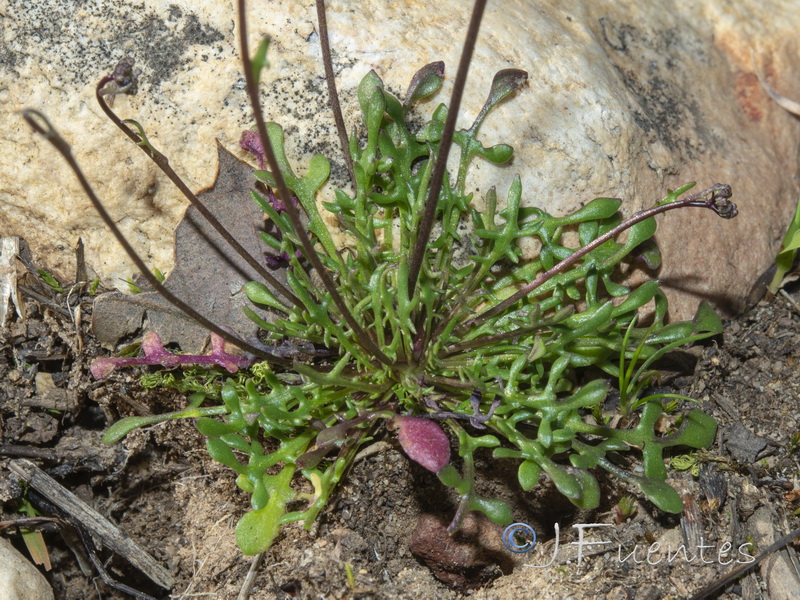Teesdalia coronopifolia.13
