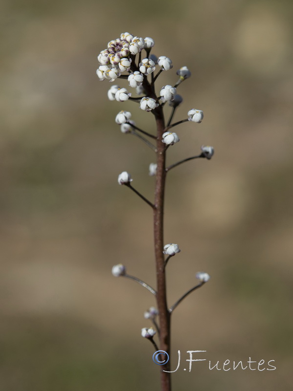 Teesdalia coronopifolia.14