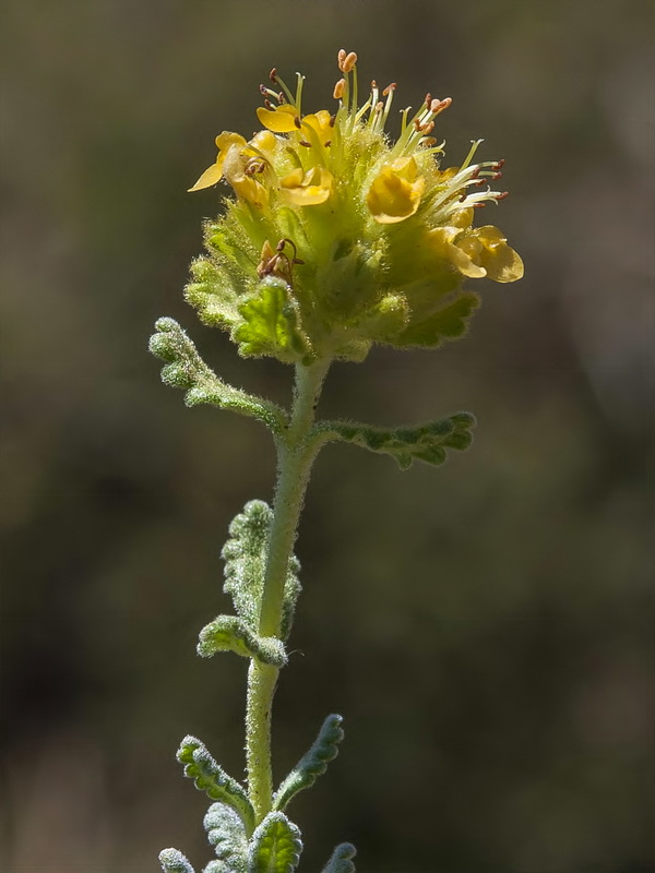 Teucrium aureum turdetanum.15